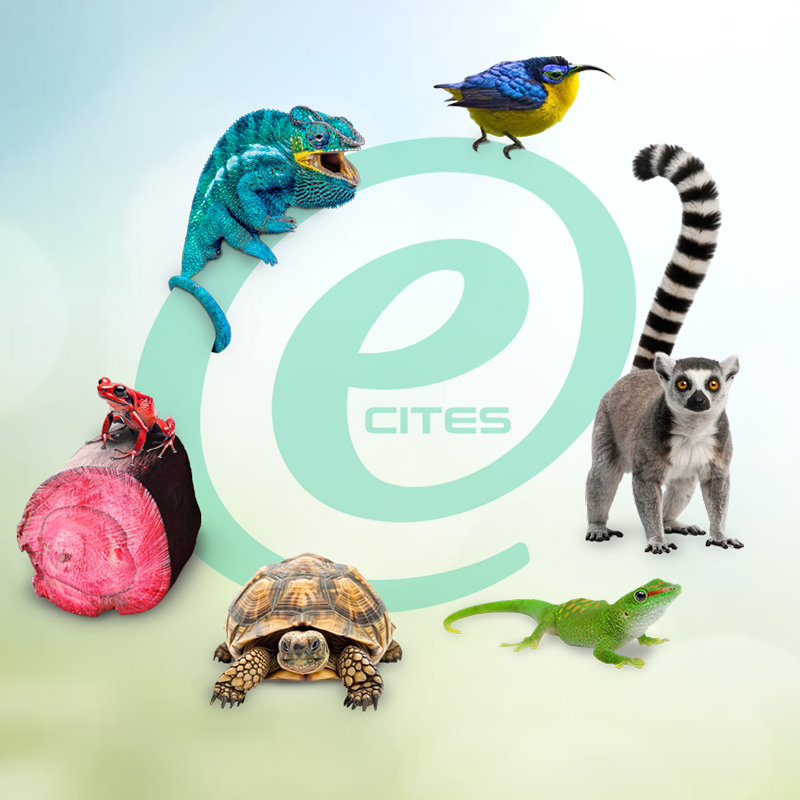 Madagascar launches eCITES project to strengthen and digitalize wildlife trade permitting system